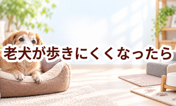 老犬が歩きにくくなったら？住環境と歩行サポート用品を考える