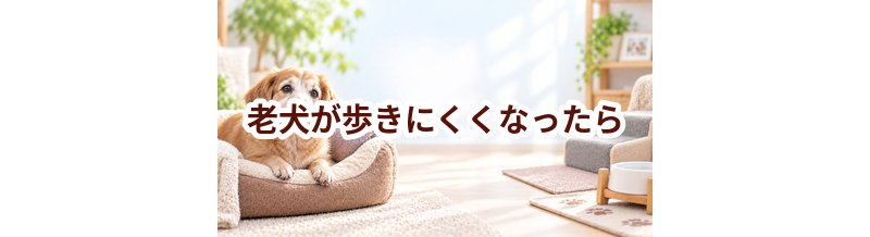 老犬が歩きにくくなったら？住環境と歩行サポート用品を考える