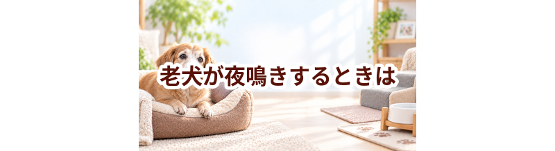 老犬が夜鳴きするときは？生活環境の見直しと相談先