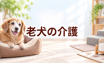 老犬の介護はいつから？暮らしの変化に気づくチェックポイント