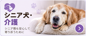 シニア犬・介護