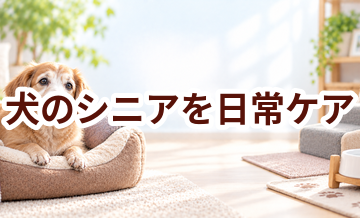犬のシニアを毎日続けるコツ｜食事・運動・ケア用品を見直す