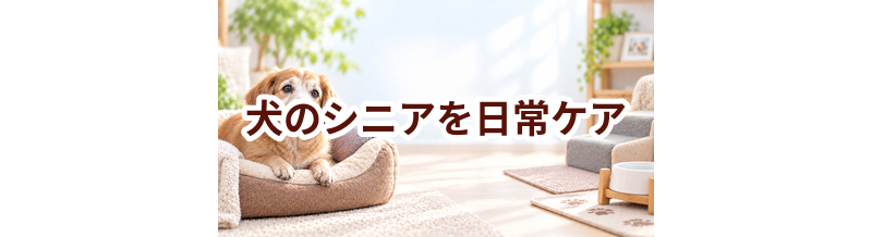 犬のシニアを毎日続けるコツ｜食事・運動・ケア用品を見直す