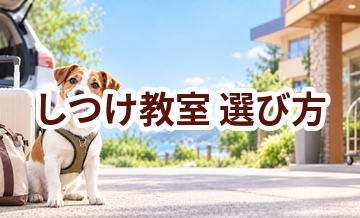しつけ教室を選ぶポイント｜予約前に確認したいチェックリスト
