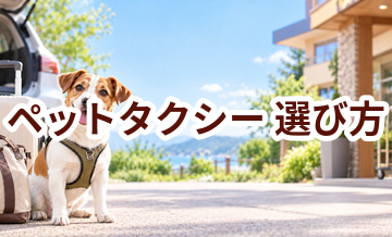 ペットタクシーを選ぶポイント｜予約前に確認したいチェックリスト
