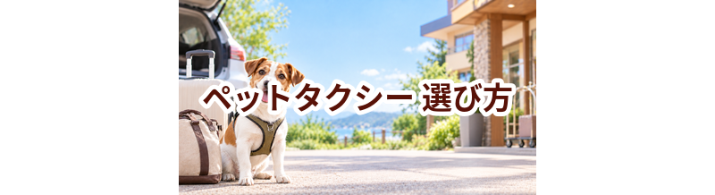 ペットタクシーを選ぶポイント｜予約前に確認したいチェックリスト