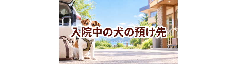 入院中の犬の預け先はいくら？費用と予約前の確認ポイント