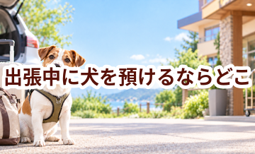 出張中に犬を預けるならどこ？ホテル・シッター・家族に頼む場合を比較