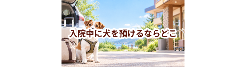 入院中に犬を預けるならどこ？ホテル・シッター・家族に頼む場合を比較