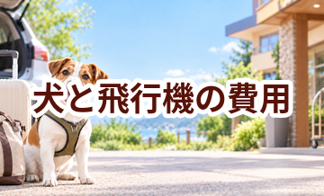 犬と飛行機で移動するときの費用と事前確認ポイント