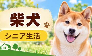 シニア期の柴犬との暮らし｜食事・運動・介護費用を考える