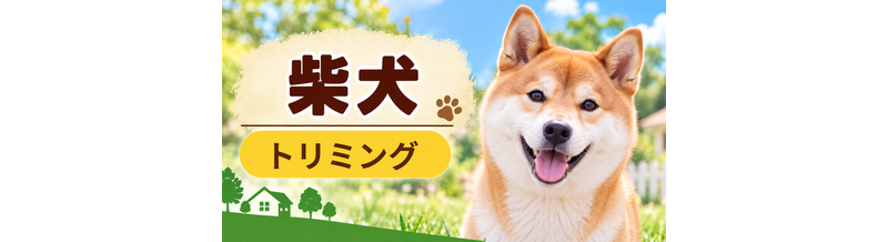 柴犬のトリミング代はいくら？頻度と年間費用を計算