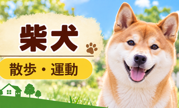 柴犬の散歩時間はどのくらい？運動量と毎日の暮らし方