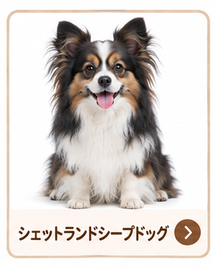 シェットランドシープドッグ