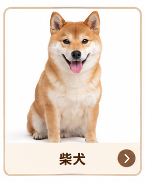 柴犬