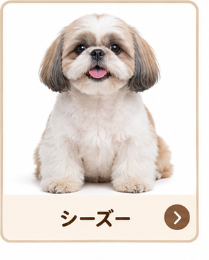 シーズー