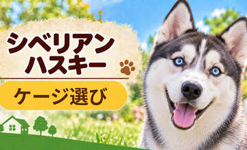 シベリアンハスキーのケージサイズはどう選ぶ？成犬時の大きさまで考える