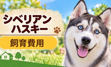シベリアンハスキーを飼う費用はいくら？初期費用・年間費用・生涯費用を解説