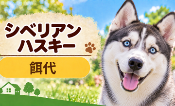シベリアンハスキーの餌代は月いくら？体重からドッグフード代をシミュレーション