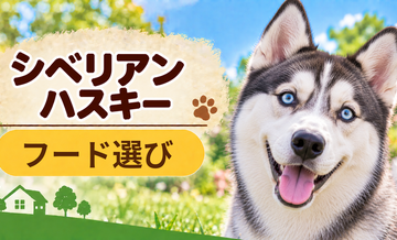 シベリアンハスキーのドッグフードはどう選ぶ？年齢・体格・食べ方に合わせた選び方