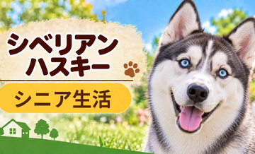 シニア期のシベリアンハスキーとの暮らし｜食事・運動・介護費用を考える