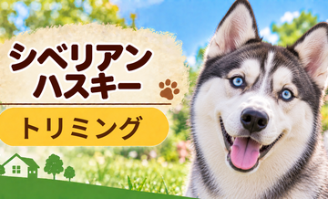 シベリアンハスキーのトリミング代はいくら？頻度と年間費用を計算