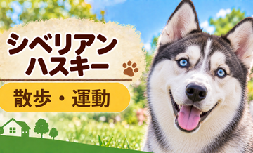 シベリアンハスキーの散歩時間はどのくらい？運動量と毎日の暮らし方