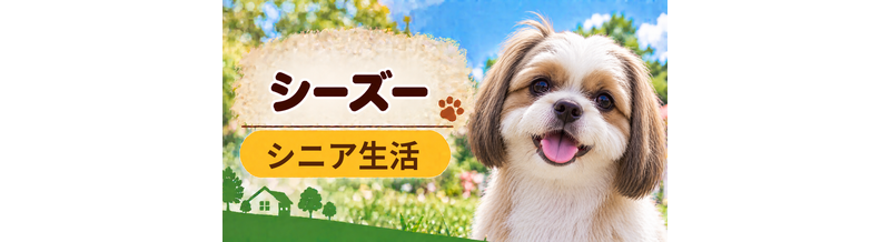 シニア期のシーズーとの暮らし｜食事・運動・介護費用を考える