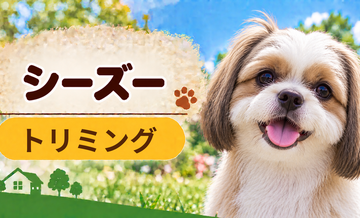 シーズーのトリミング代はいくら？頻度と年間費用を計算
