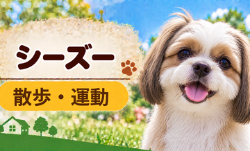シーズーの散歩時間はどのくらい？運動量と毎日の暮らし方