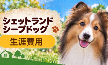 シェットランドシープドッグの生涯費用はいくら？子犬からシニアまで長期で考える