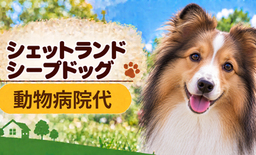 シェットランドシープドッグの動物病院代は年間いくら？健康診断・予防・急な通院に備える