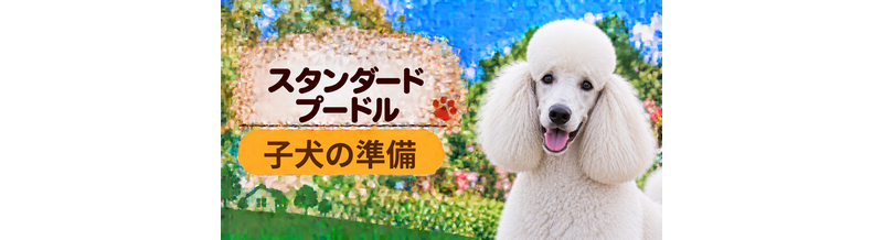 スタンダードプードルの子犬を迎えた1週間でやること｜食事・トイレ・生活環境