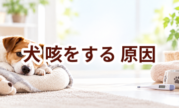 犬が咳をする原因は？考えられることと動物病院で伝えたいポイント
