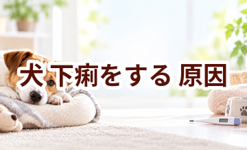 犬が下痢をする原因は？考えられることと動物病院で伝えたいポイント