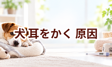 犬が耳をかく原因は？考えられることと動物病院で伝えたいポイント