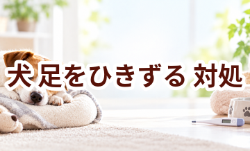 犬が足をひきずるときはどうする？自宅で確認したいことと受診の目安