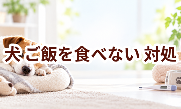 犬がご飯を食べないときはどうする？自宅で確認したいことと受診の目安