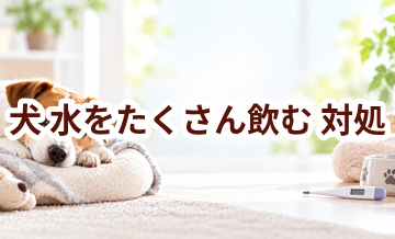 犬が水をたくさん飲むときはどうする？自宅で確認したいことと受診の目安
