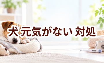 犬が元気がないときはどうする？自宅で確認したいことと受診の目安