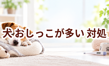 犬がおしっこが多いときはどうする？自宅で確認したいことと受診の目安