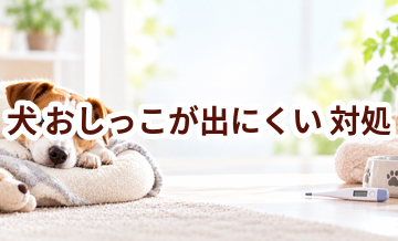 犬がおしっこが出にくいときはどうする？自宅で確認したいことと受診の目安