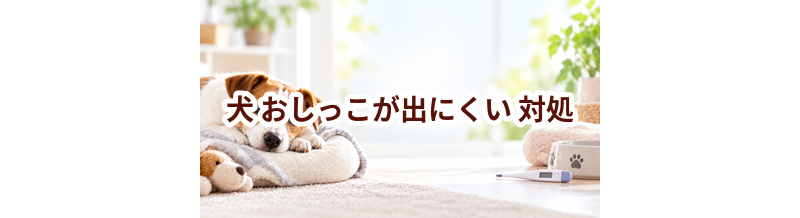 犬がおしっこが出にくいときはどうする？自宅で確認したいことと受診の目安