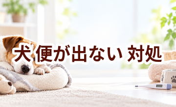 犬が便が出ないときはどうする？自宅で確認したいことと受診の目安