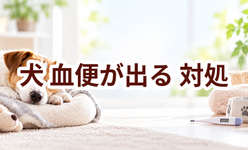 犬が血便が出るときはどうする？自宅で確認したいことと受診の目安