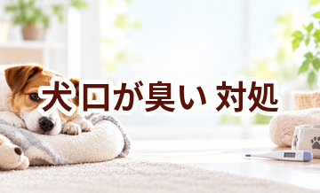 犬が口が臭いときはどうする？自宅で確認したいことと受診の目安