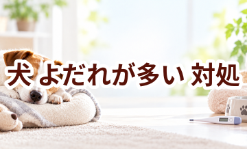 犬がよだれが多いときはどうする？自宅で確認したいことと受診の目安