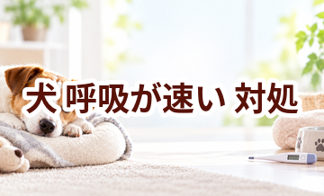 犬が呼吸が速いときはどうする？自宅で確認したいことと受診の目安