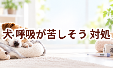 犬が呼吸が苦しそうときはどうする？自宅で確認したいことと受診の目安