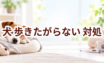 犬が歩きたがらないときはどうする？自宅で確認したいことと受診の目安